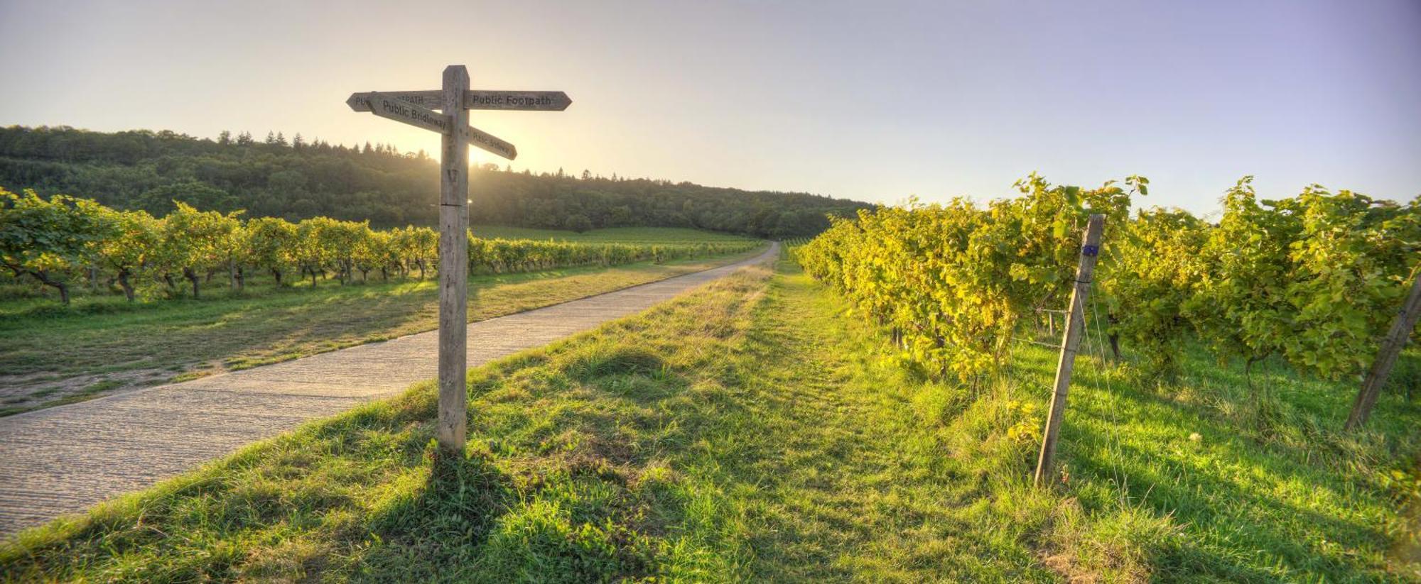 Denbies Vineyard Hotel Доркинг Екстериор снимка