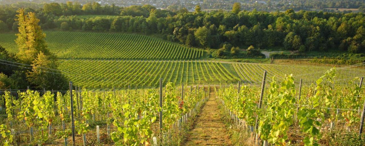 Denbies Vineyard Hotel Доркинг Екстериор снимка